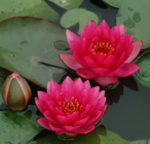 Nøkkerose Nymphaea James Brydon.