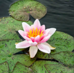 Nøkkerose Nymphaea Laydekeri Lilacea.