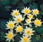 Nøkkerose Nymphaea Pygmaea Helvola.