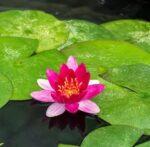 Nøkkerose Nymphaea Pygmaea Rubra.