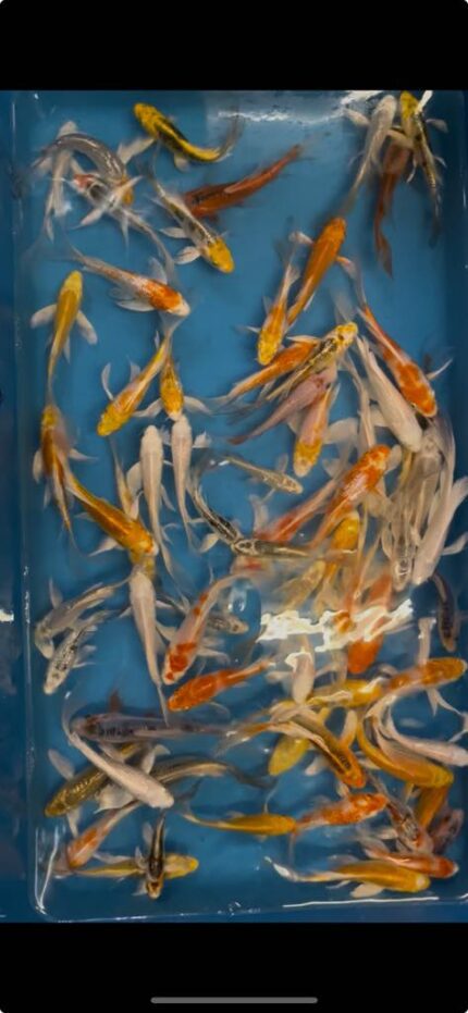 Sommerfugle koi, butterfly koi