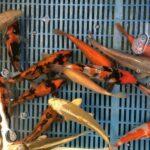 Japanske Koi 30+ cm