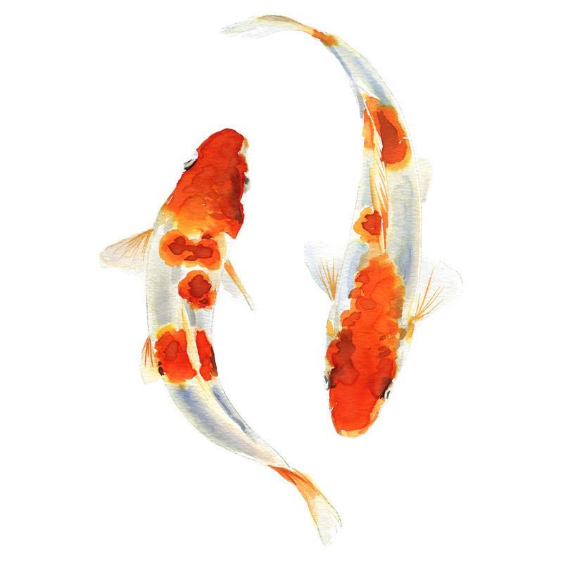 Project23Koi800sq_2048x_2nd Koi - Billede 1
