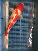 Kohaku 60 cm