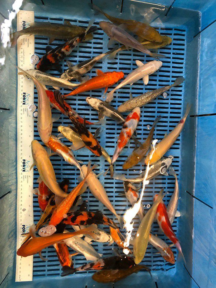 yama_2nd Japanske Koi 20-25 cm "Miyatora 2025" - Billede 1