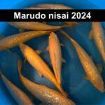 Marudo Ginrin Karashigoi Tosai 2024 koi.