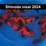 Hi-Utsuri fra Shinoda